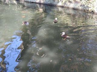 厳島神社（間々田八幡宮）の参拝記録(優雅さん)