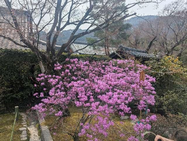 天龍寺 法堂(選仏場)の参拝記録3