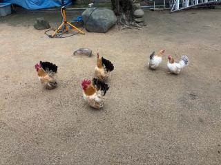 八坂神社(忌宮神社境内社)の参拝記録(ユウさん)
