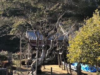 医王寺 辨財天の参拝記録(礼さん)