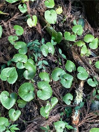 八幡神社（松平郷跡）の参拝記録(恭子さん)