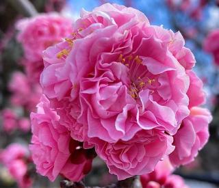 岩津稲荷社（岩津天満宮）の参拝記録(恭子さん)