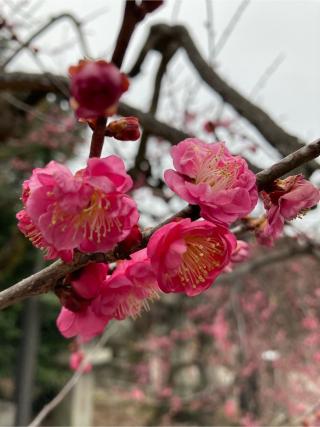 牛社(北野天満宮境内社)の参拝記録(恭子さん)