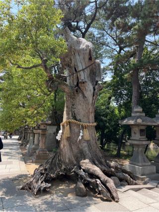 反橋（住吉大社境内）の参拝記録(⛩️🐍🐢まめ🐢🐍⛩️さん)
