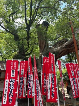 大楠の祠（住吉大社境内）の参拝記録(⛩️🐍🐢まめ🐢🐍⛩️さん)