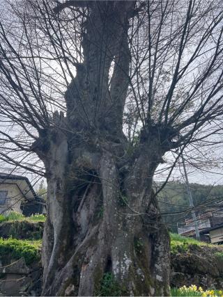 柏手社(諏訪大社 前宮)の参拝記録(⛩️🐍🐢まめ🐢🐍⛩️さん)