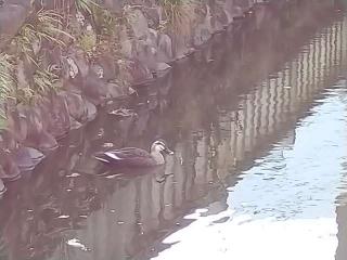 戸隠社（川原神社）の参拝記録(yukiさん)