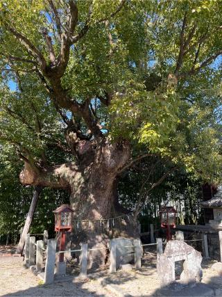 西観社（新田白山神社）の参拝記録(いそはなさん)