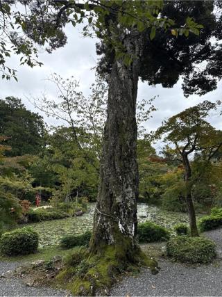 若宮社(大原野神社)の参拝記録(⛩️🎠🐢まめ🐢🎠⛩️さん)
