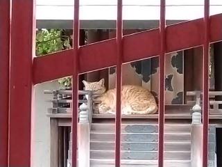 福徳稲荷神社（西古渡神社）の参拝記録(yukiさん)