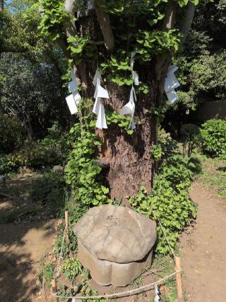 八方睨みの龜(江島神社 奥宮拝殿天井)の参拝記録(SFUKUさん)