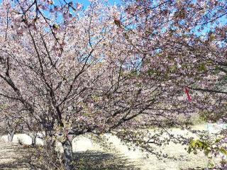 霧島神社の参拝記録(ruinさん)