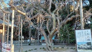 松尾神社　多賀神社　住吉神社　八幡神社（吉田神社末社）の参拝記録(SFUKUさん)