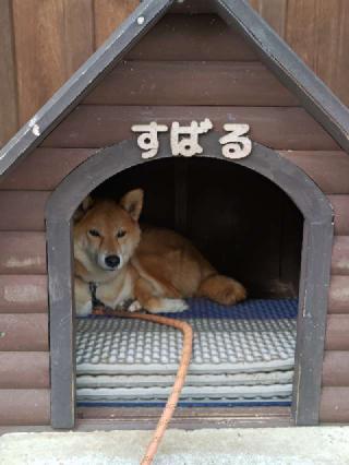 本妙山 感通寺の参拝記録(はじめさん)