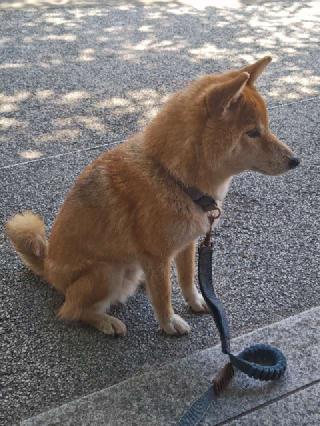 本妙山 感通寺の参拝記録(はじめさん)