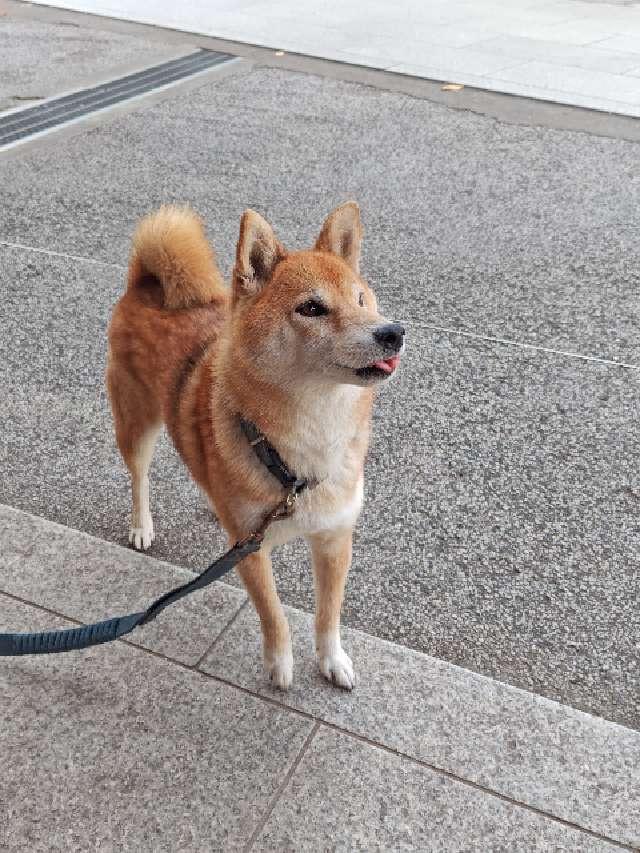 本妙山 感通寺の参拝記録2