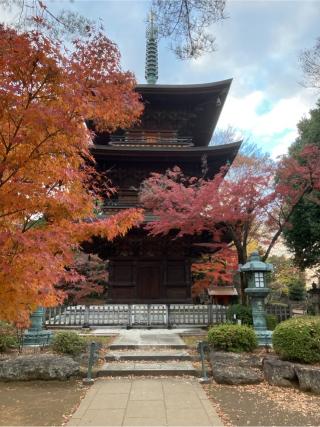 豪徳寺の参拝記録(くりさん)
