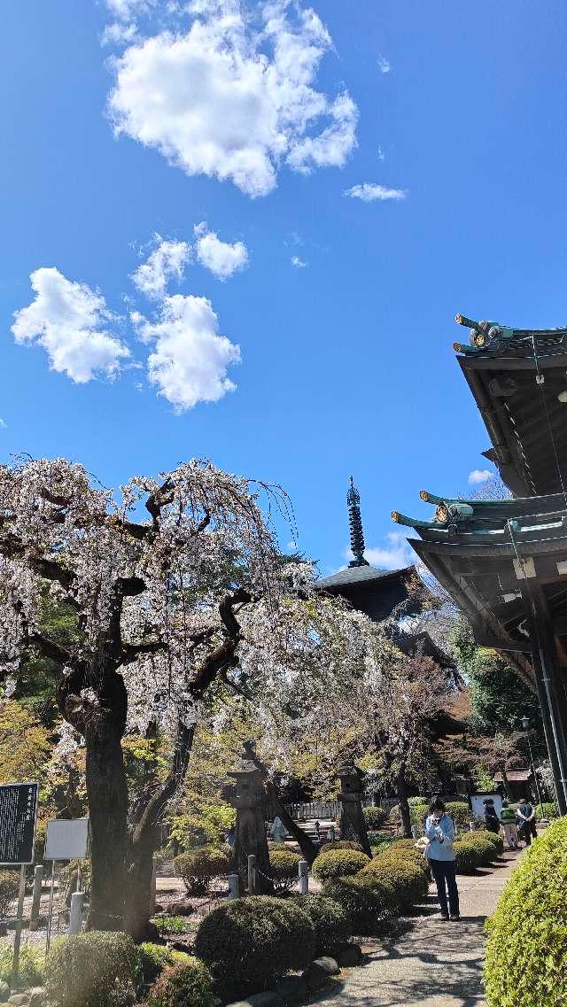 豪徳寺の参拝記録7