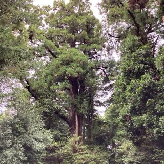 大悲山 塩船観音寺の参拝記録(山ちゃんさん)