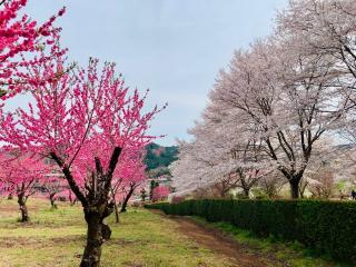 安楽寺の参拝記録(SUPRAさん)