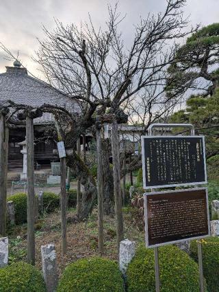 青梅山無量寿院金剛寺の参拝記録(パスカルさん)
