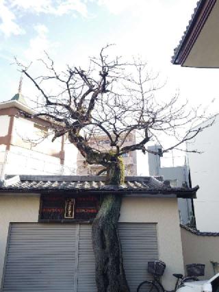 眞源寺(入谷鬼子母神)の参拝記録(かっぱくんさん)