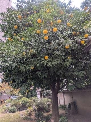 阿遮山 不動院 円満寺（浅草寿不動尊）の参拝記録(はくすみさん)
