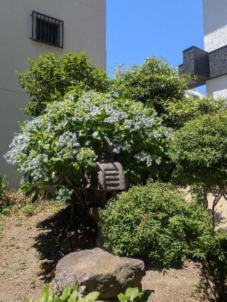 阿遮山 不動院 円満寺（浅草寿不動尊）の参拝記録(はくすみさん)