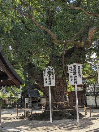 大聖観音寺の参拝記録(たこやきさん)