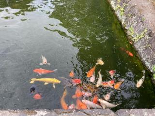 秋葉社（知立神社境内）の参拝記録(恭子さん)