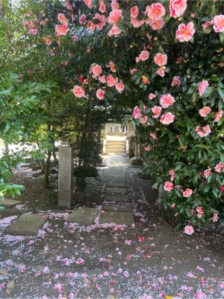 山積神社(野火止氷川神社)の参拝記録(⛩️🐍🐢まめ🐢🐍⛩️さん)