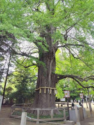 御葉付公孫樹(水戸八幡宮境内)の参拝記録(優雅さん)
