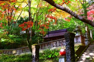 東郷神社の参拝記録(rinさん)