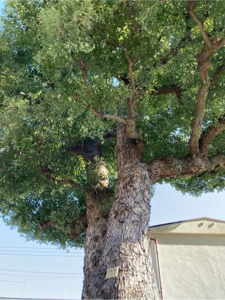 觀音寺(観音寺)の参拝記録(memoriesさん)