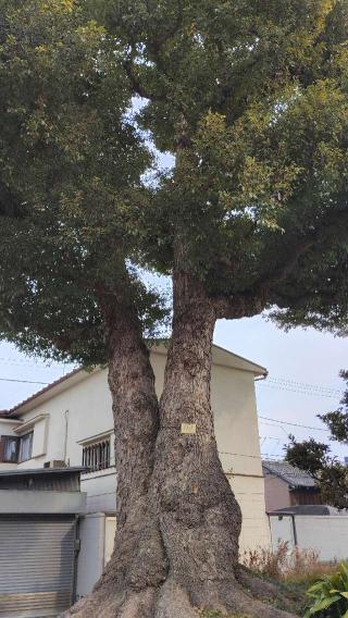 觀音寺(観音寺)の参拝記録(伊平太さん)