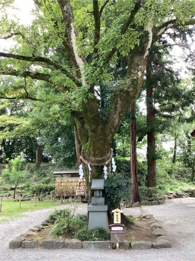 榎天神社(武田神社境内社)の参拝記録6