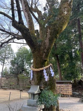 榎天神社(武田神社境内社)の参拝記録(⛩️🐉🐢まめ🐢🐉⛩️さん)