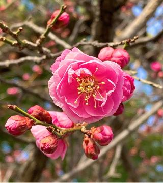 相殿（半城土天満神社境内）の参拝記録(恭子さん)