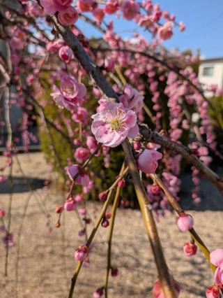 諏訪社(天満社境内)の参拝記録(恭子さん)