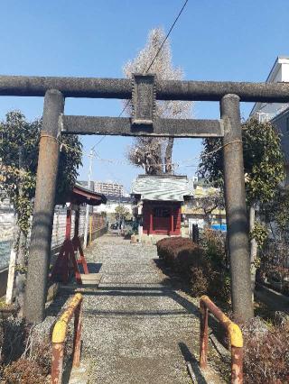 厚木熊野神社の参拝記録(三毛猫さん)