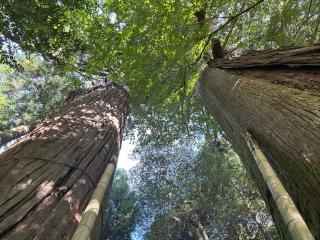 熊野神社の参拝記録(のりさん)