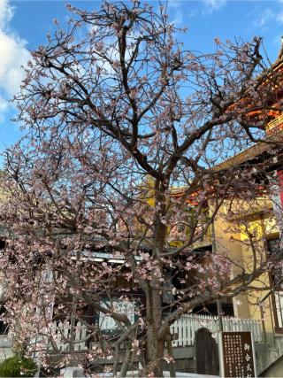長崇山 大坊本行寺の参拝記録(ハコさんさん)