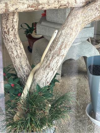 弁財天(岩国白蛇神社)の参拝記録(くっくさん)