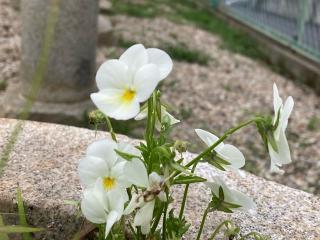 御嶽神社の参拝記録(恭子さん)