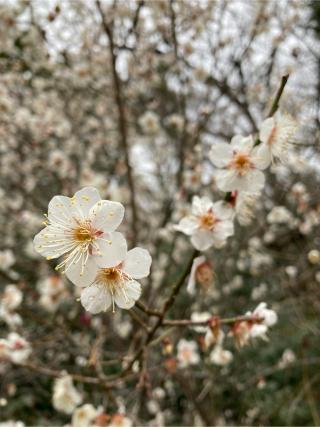 少将井社（宗像神社）の参拝記録(恭子さん)