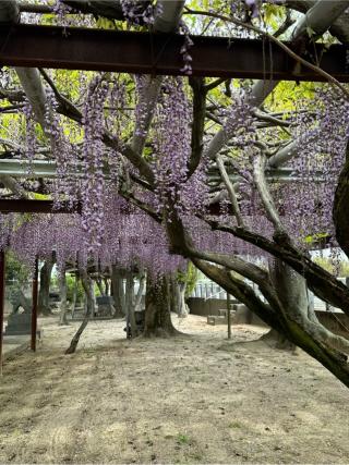 厳島神社の参拝記録(みほさん)