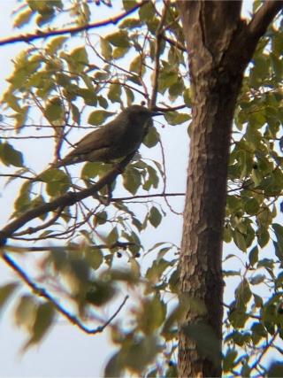 秋葉神社の参拝記録(恭子さん)