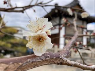 五軒屋秋葉神社の参拝記録(恭子さん)
