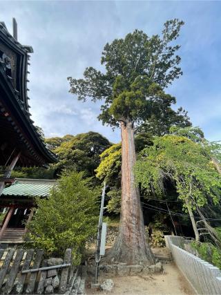 愛宕山神社の参拝記録(ハボタンはケールさん)