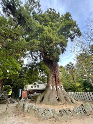 愛宕山神社の参拝記録(ハボタンはケールさん)